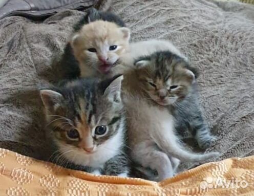 Кошки в добрые руки бесплатно