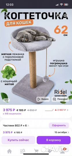 Шотландская прямоухая кошка