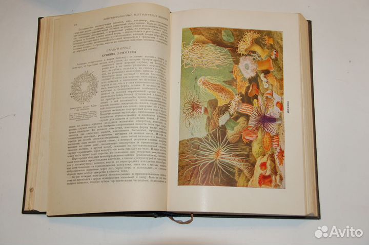 Жизнь животных по Брему в 5 томах