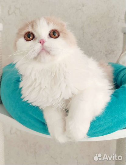 Вислоухий кот