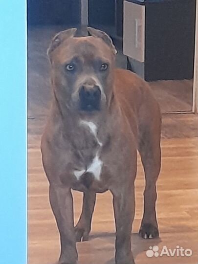 Амстафф вязка