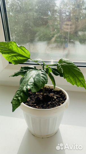 Комнатные цветы