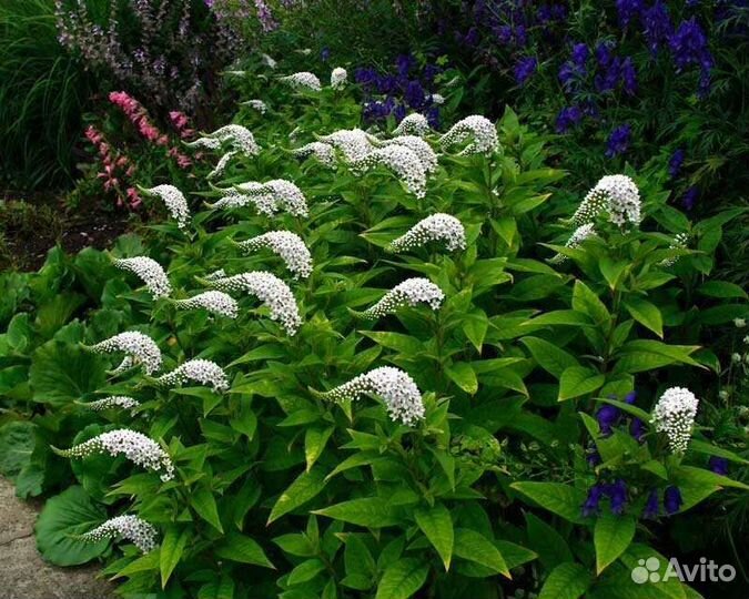 Многолетние цветы