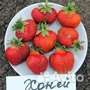 Земляника Мармолада