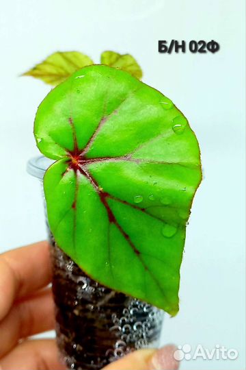 Бегония Dracopelta,Versicolor, Anita Charad и др