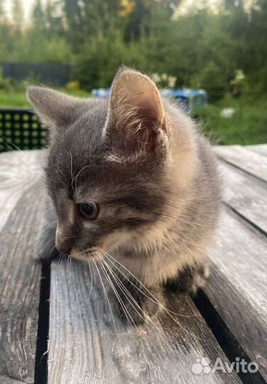 Ккотенок 3 месяца мальчик и девочка