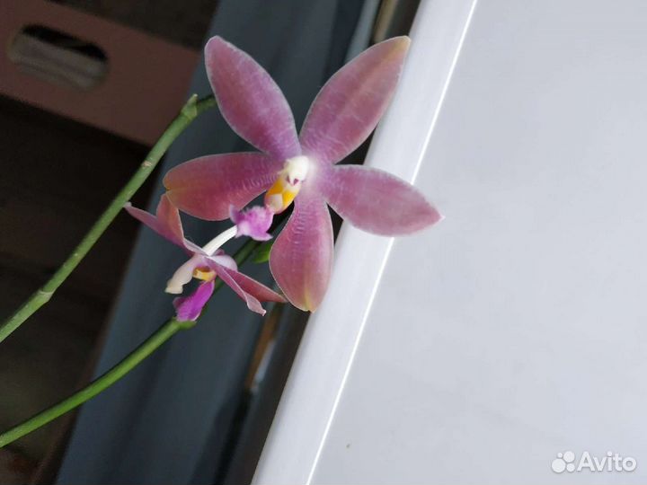 Орхидея фаленопсис