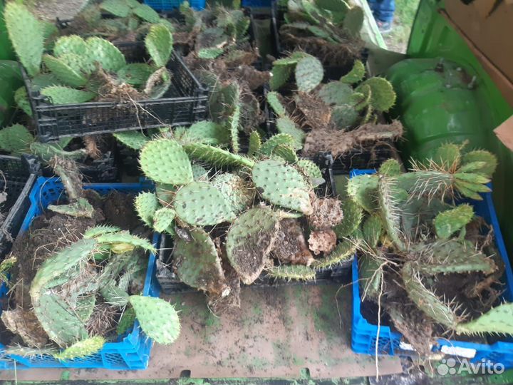 Кактус уличный цветёт ежегодно отдам