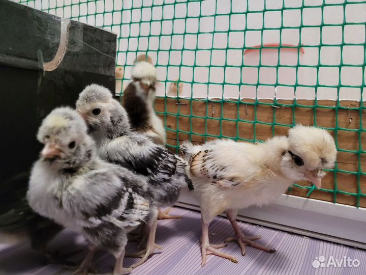Цыплята породы 