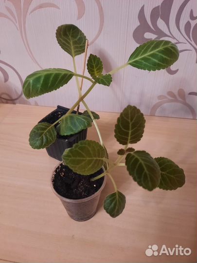 Глоксинии детки