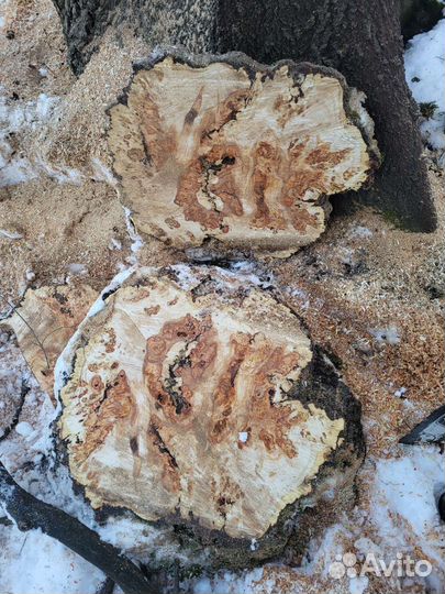 Торцевой спил,кап