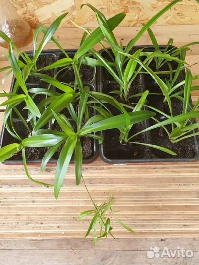 Хлорофитум хохлатый