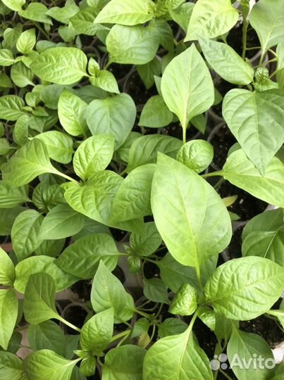 Перец болгарский рассада