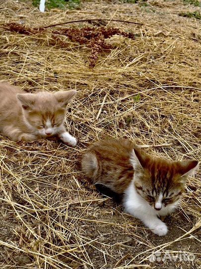 Котята в добрые руки бесплатно