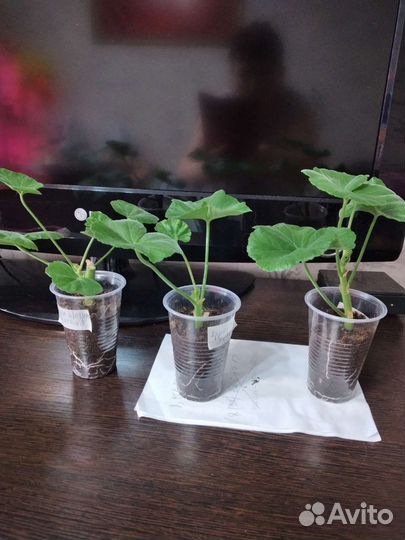 Пеларгония