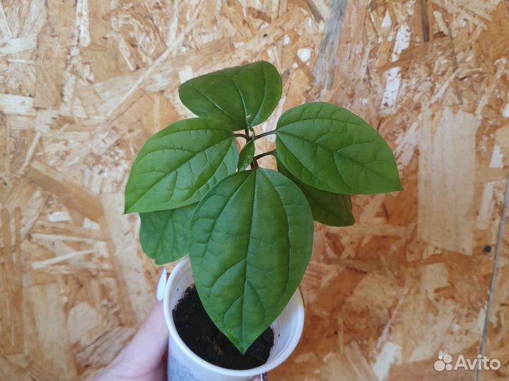 Клеродендрум Томпсона