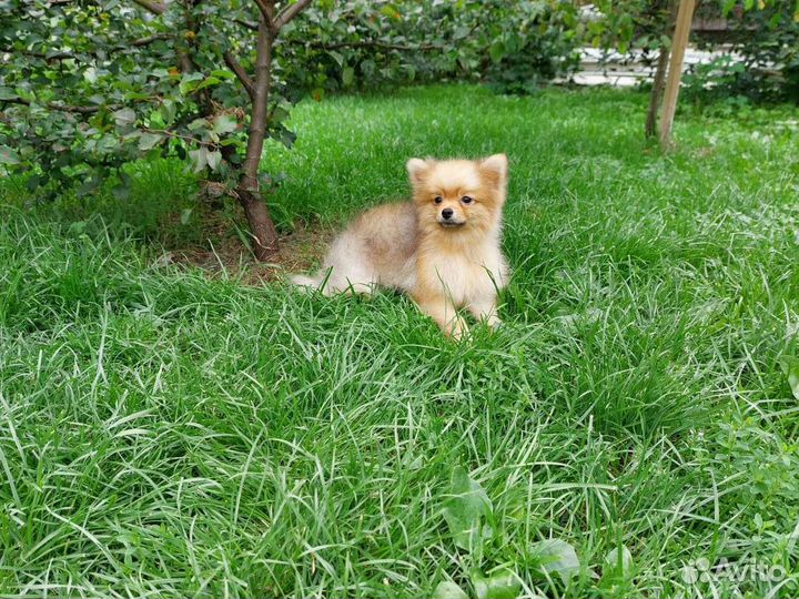 Померанский шпиц медвежьего типа