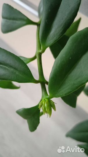 Эсхинантус Жар- птица