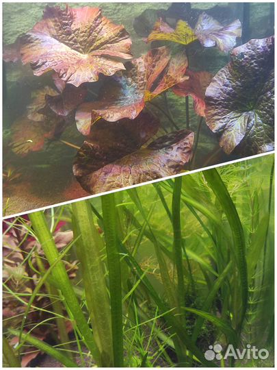 Аквариумные растения