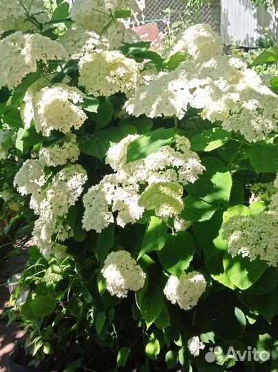 Гортензия древовидная саженцы