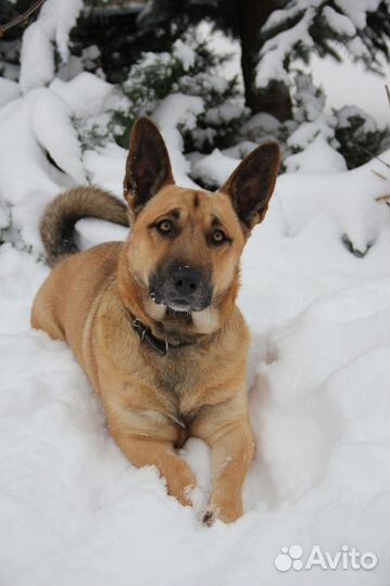 Робин - душа компании в добрые руки