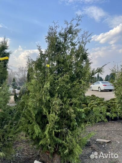 Туя брабант