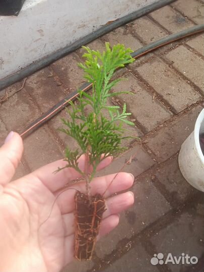 Туя Смарагд