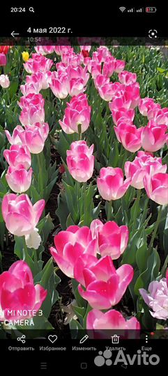 Луковицы тюльпанов