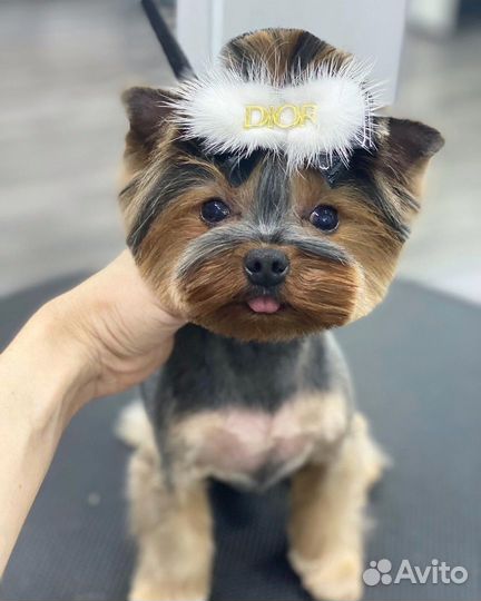 Стрижка собак. Груминг. Стрижка кошек