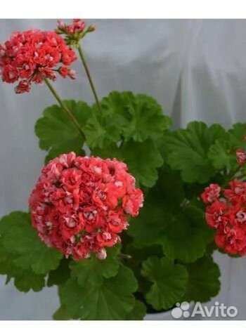 Пеларгония герань