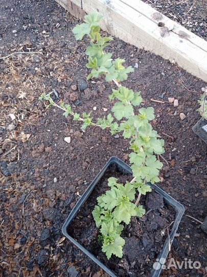 Саженцы малины,смородины,крыжовника,лещины