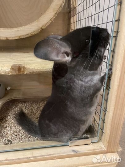 Шиншилла черный бархат