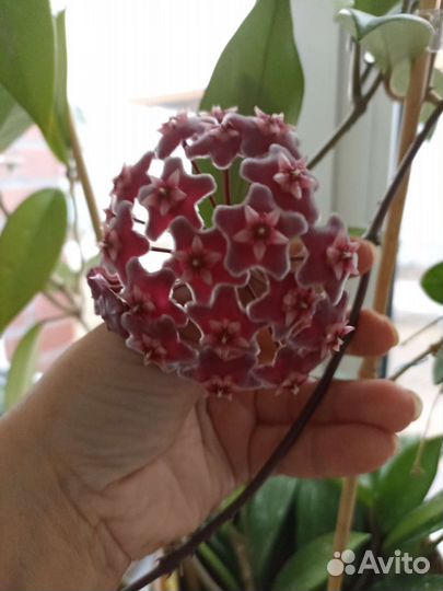 Хойи взрослые, добавлено 01.05.23