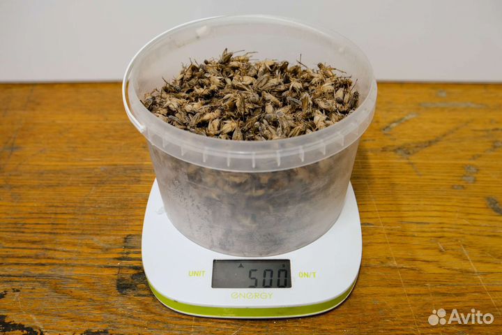 Сверчок замороженный от 1рубля штука, опт