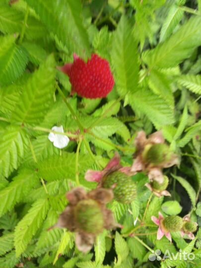 Малина розолистная