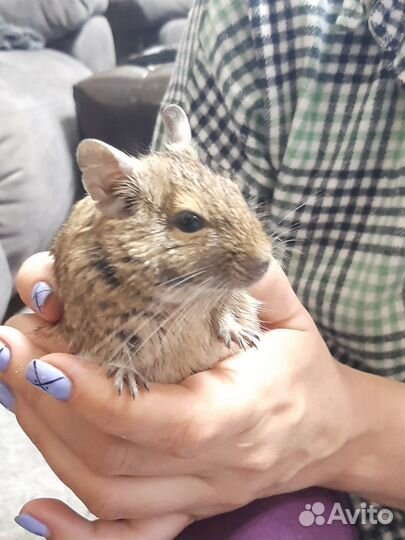 Две Чилийские белки дегу с клеткой