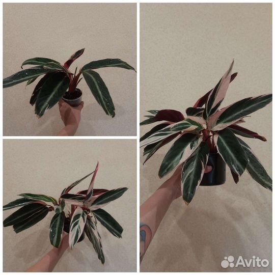 Строманта триколор