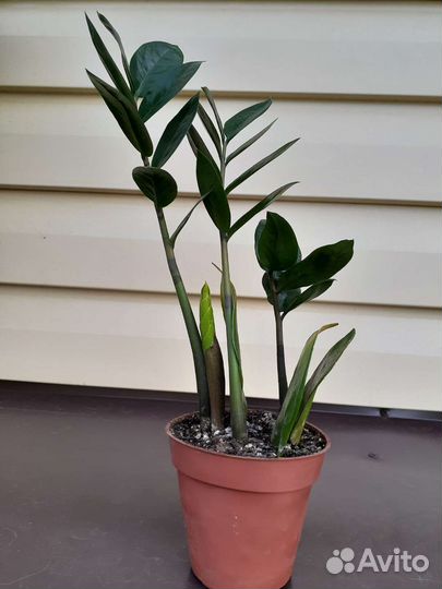 Замиакулькас. Комнатные растения