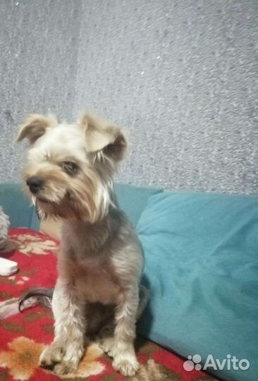 Йоркширский терьер бесплатно