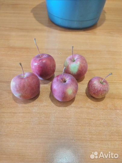 Яблоки