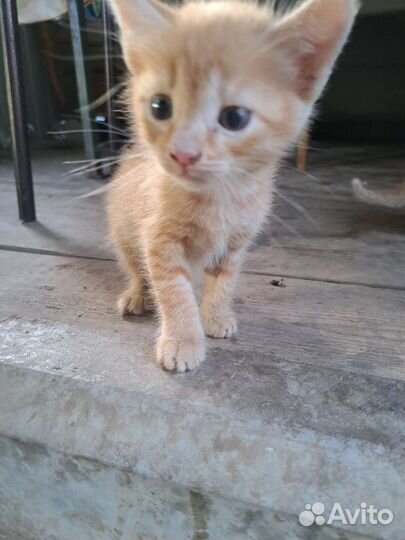 Кошки в добрые руки за 1 р