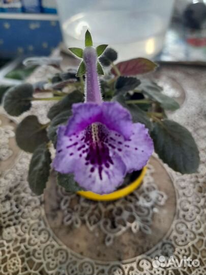 Минисиннингии