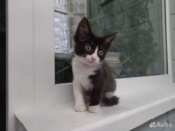 Котята в дар