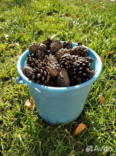 Шишки сосновые. Шишки сосны веймутова