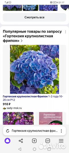 Гортензия крупнолистная бесконечное лето