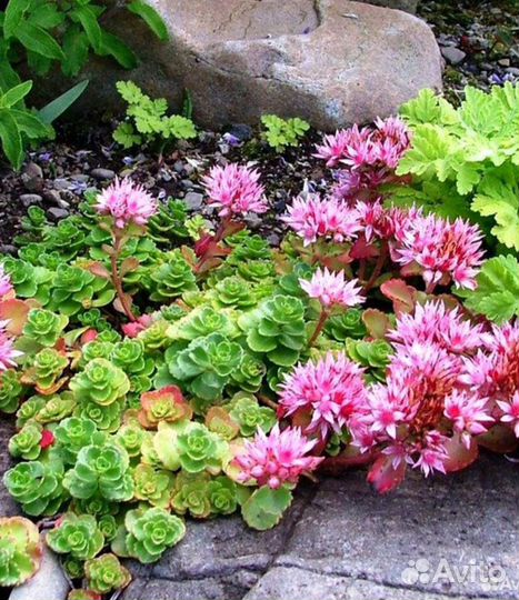 Цветы для сада