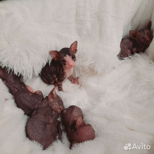 Донской сфинкс котята