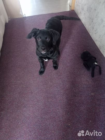 Щенки лабрадора метис