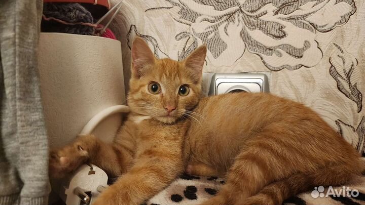 Кошечка в хорошие руки