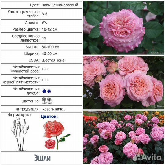 Розы Чайно-гибридные